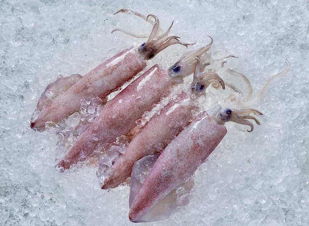 Photo squids on the ice in fresh market