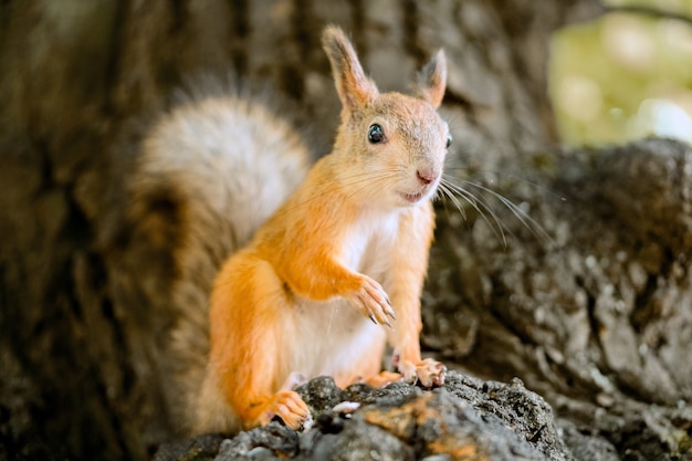 Ritratto animale scoiattolo sull'albero nella sosta di autunno.