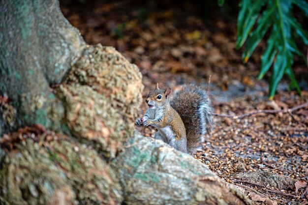 Squirrel animal sit at tree bottom in wood on blurred natural background. Wildlife and nature habitat concept