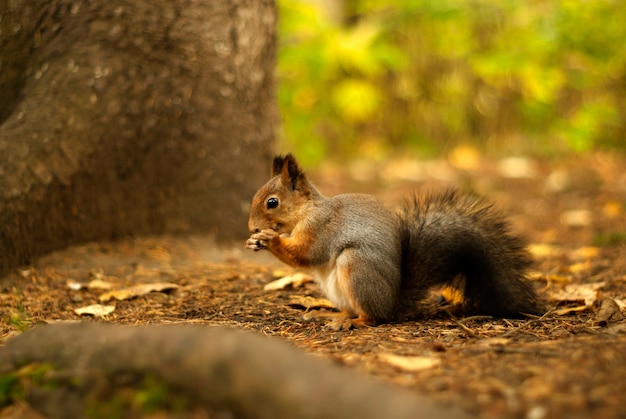 Squirrel in the autumn forest sits on the ground near the trunk of a tree, eats something and smiles