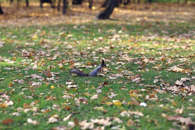 squirrel in autumn forest, wildlife animal portrait