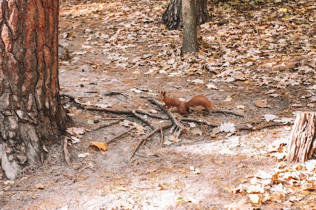 Squirrel in autumn forest