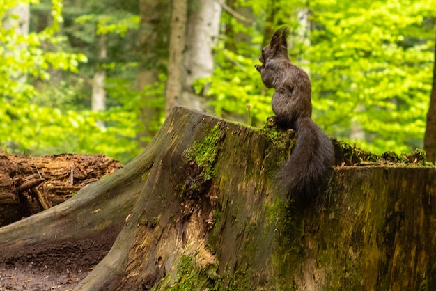 Squirrel in autumn park forest