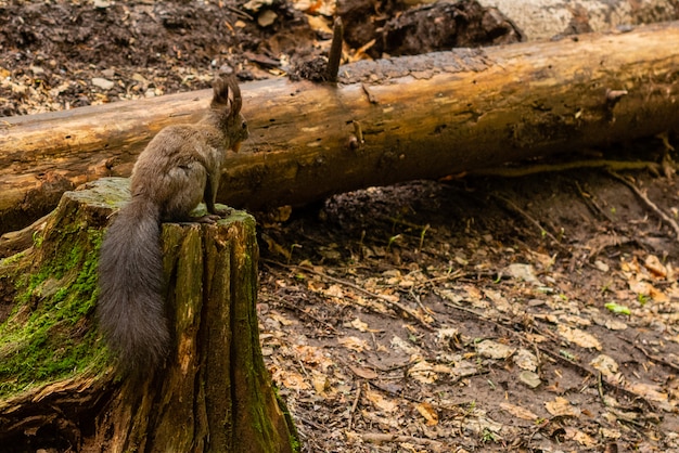 Squirrel in autumn park forest