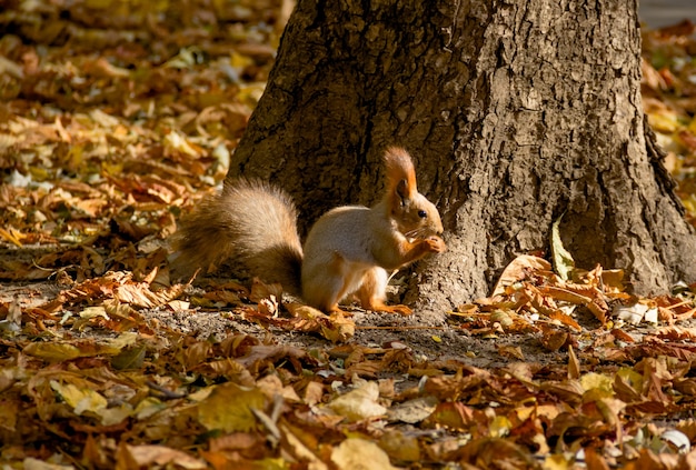 Squirrel in the autumn park