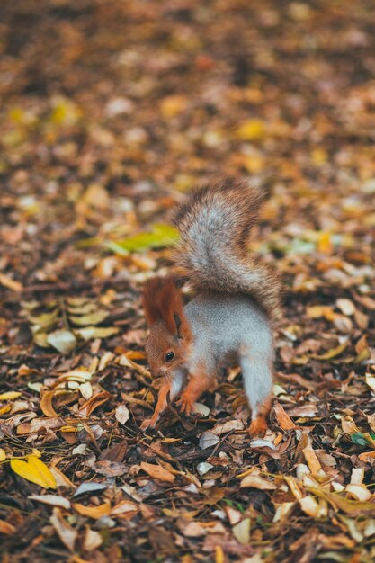 秋の公園でリスします。