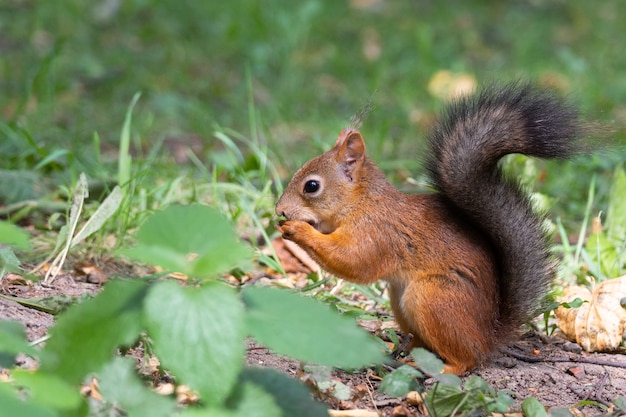 Photo squirrel in the autumn park