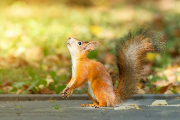 Photo squirrel in the autumn park