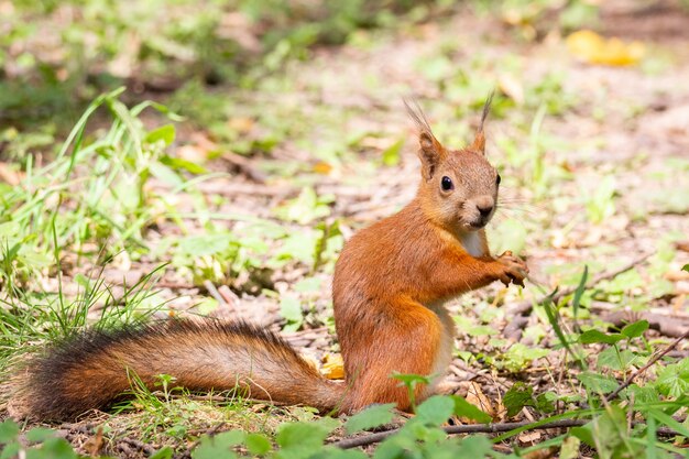 Squirrel in the autumn park