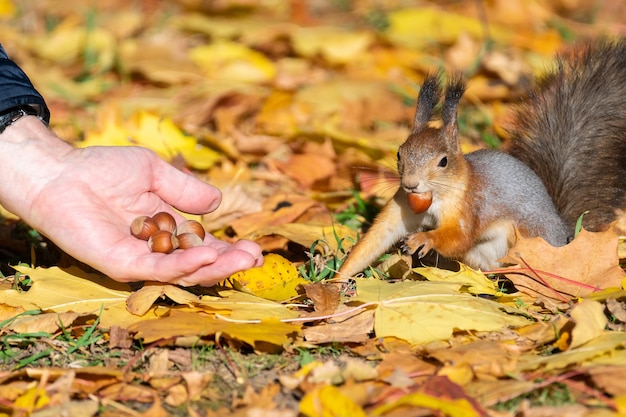 Scoiattolo nel parco d'autunno