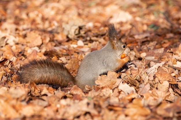 Squirrel in the autumn park