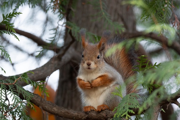 Squirrel in the autumn park