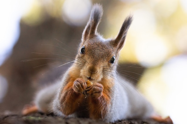 Squirrel in the autumn park	