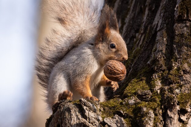 Squirrel in autumn Park