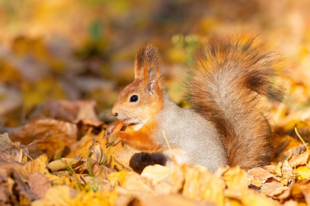 Photo squirrel in the autumn park