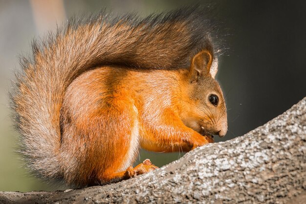 Squirrel in the autumn park