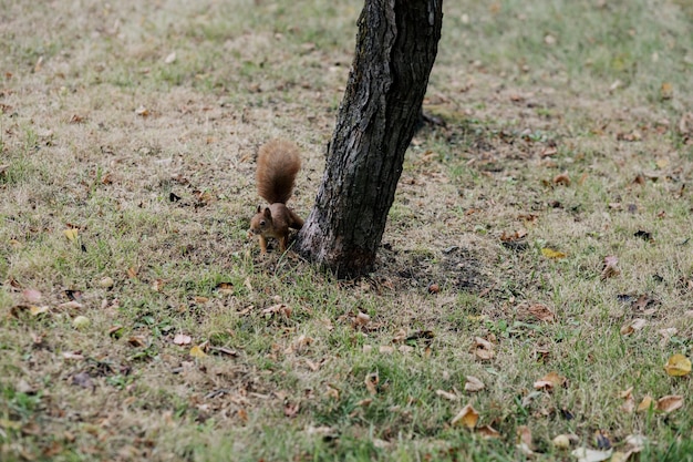 A squirrel in the autumn park