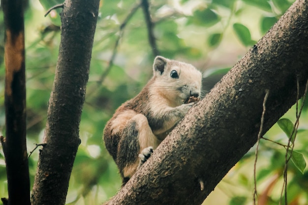 A squirrel on a branch