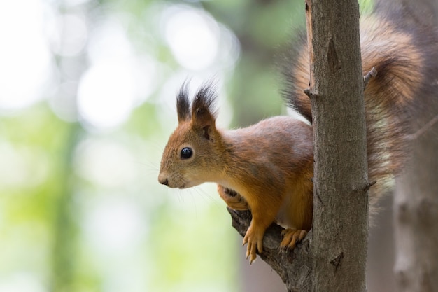 Squirrel on a branch