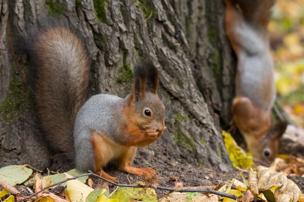 Squirrel on a branch