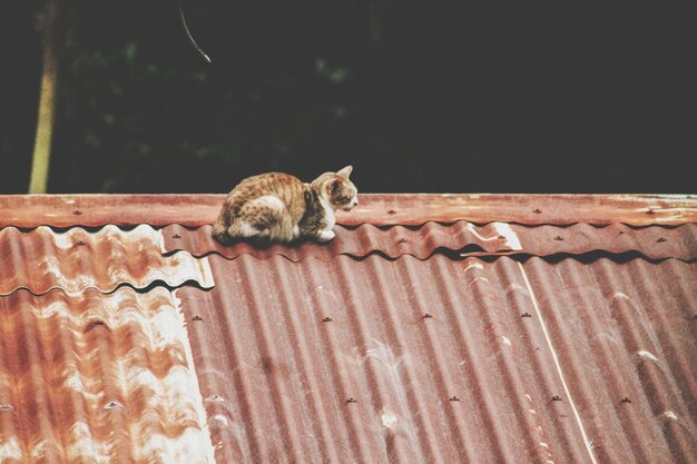 Photo squirrel on brick wall