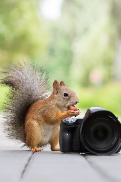 Squirrel and camera