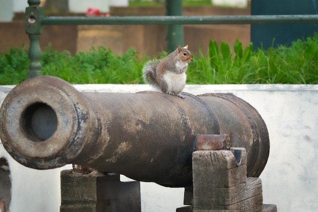 Squirrel on the cannon in cape town south africa