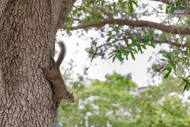 Photo squirrel climbing a tree