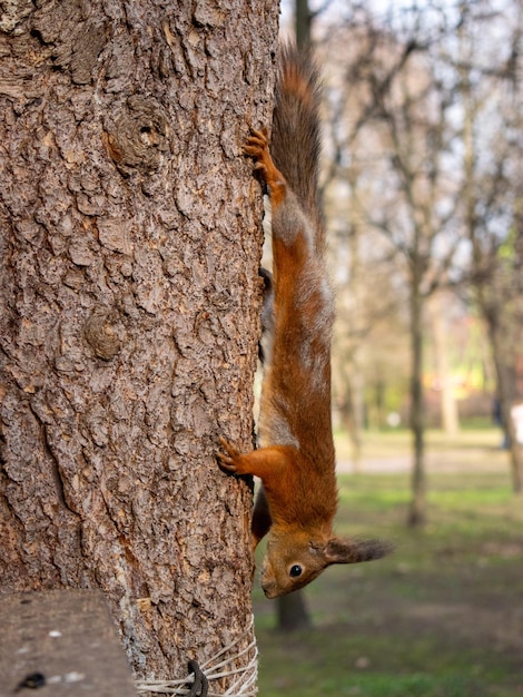 Photo a squirrel climbs a tree trunk