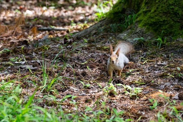 숲의 단풍 사이 다람쥐 근접 촬영