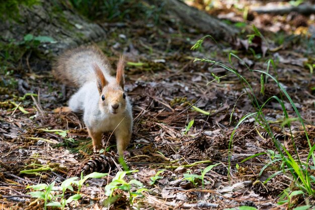 Squirrel closeup among autumn foliage in the forest