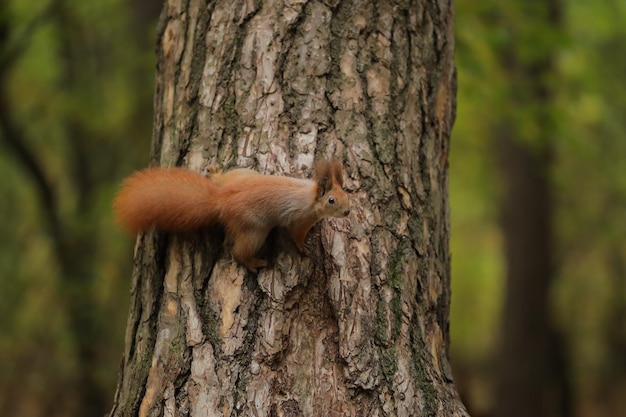 Squirrel closeup in the forest cute squirrel forest