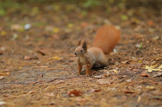 Squirrel closeup in the forest Cute squirrel Forest