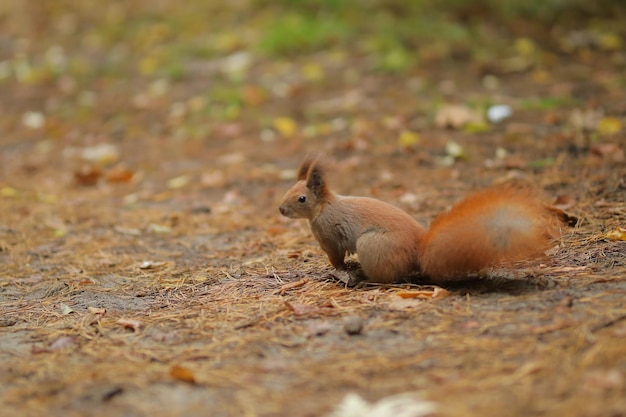 Squirrel closeup in the forest cute squirrel forest