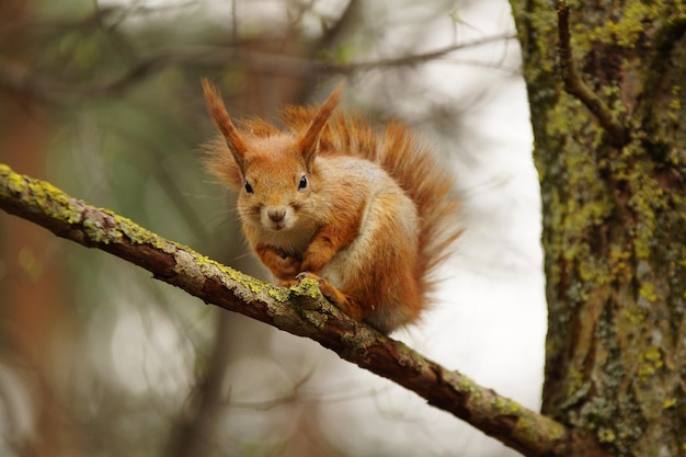 Squirrel closeup sits on a branch