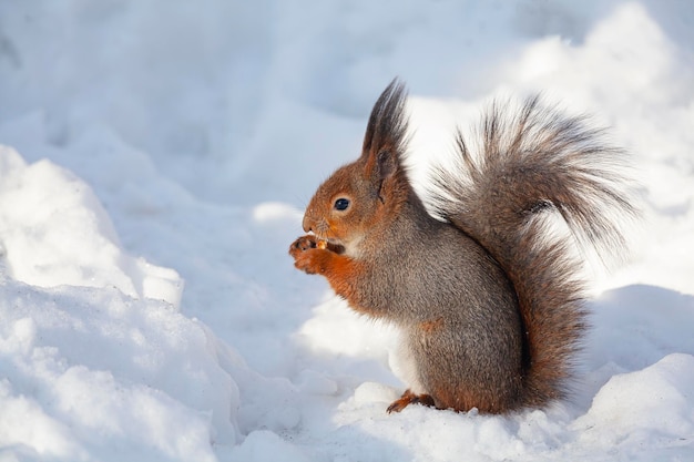 Squirrel collects nuts in the snow