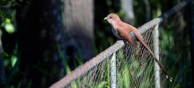 Squirrel cuckoo on the fence of the garden