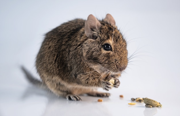 リスのデグーを食べる