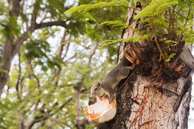 Squirrel eating coconut on tree.