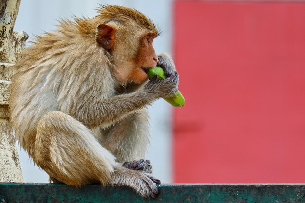 写真 果物を食べるリス