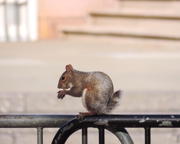 写真 ニューヨークで食べるリス