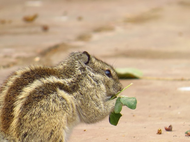 野原で葉を食べているリス