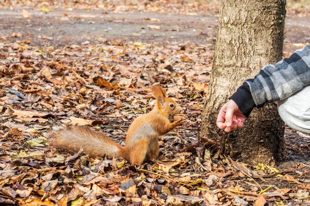 Squirrel eating nut from hand and yellow leaves on background animal in the park