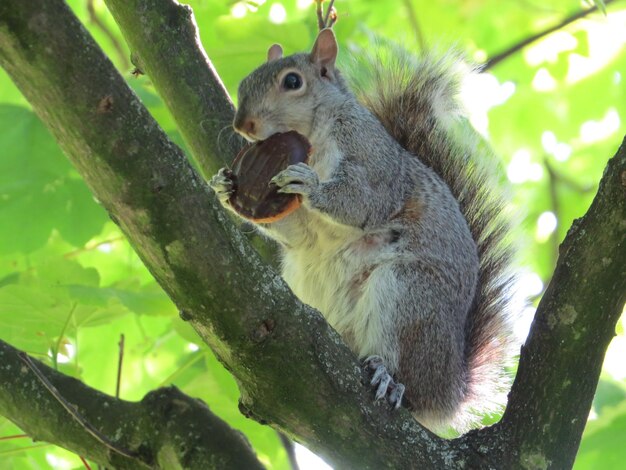 写真 リスが食べるナッツ