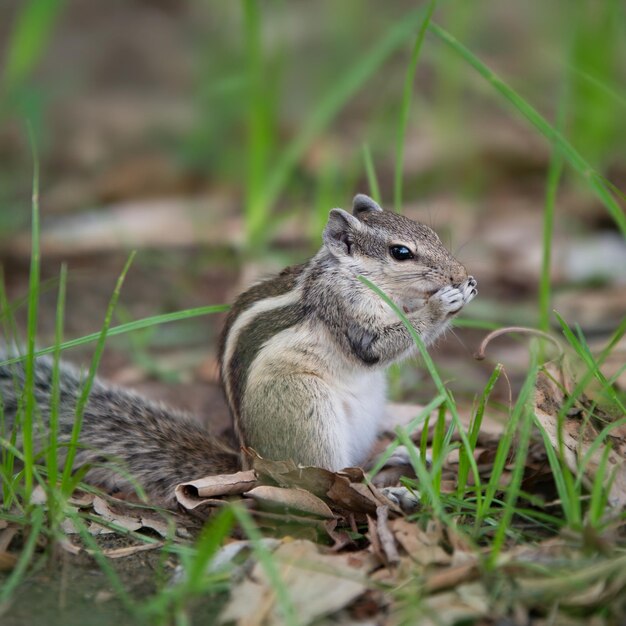 写真 野生の地面でナッツを食べるリスは小さな動物です