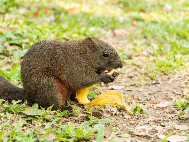 껍질을 먹는 다람쥐
