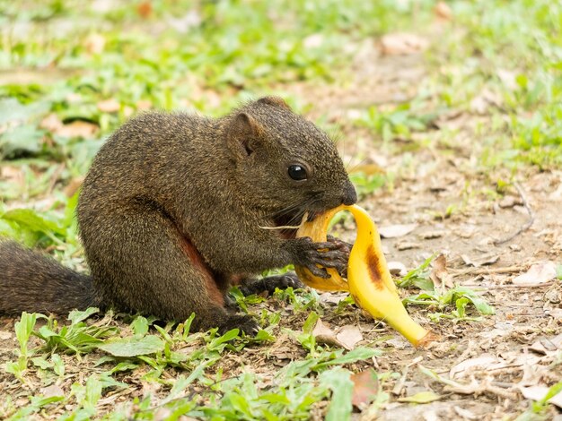 皮を食べるリス