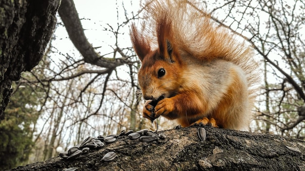 Squirrel eating seeds on a tree in park