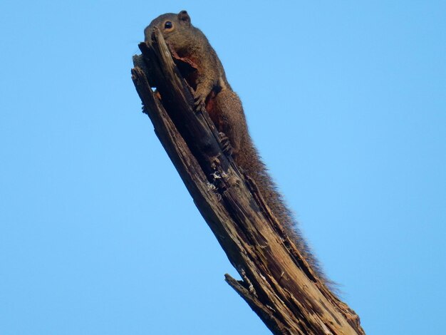 Squirrel eating on tree branch