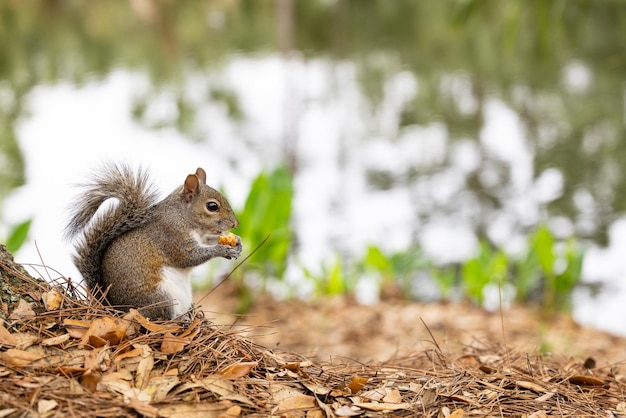 Photo squirrel eating